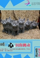 灰暗的心，因你跳动